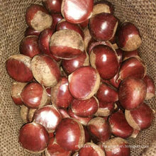 Chinese Good Quality Chestnut
